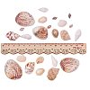 Natural Mixed Style Cowrie Cowry Seashells Oval Spiral Shells with Holes for Jewelry Making BSHE-PH0003-04-3