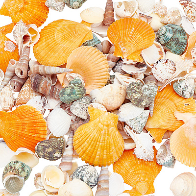Natural Shell Display Decorations DJEW-WH0063-35-1