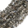 Natural Labradorite Beads Strands G-P332-23-3