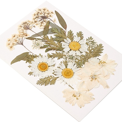Pressed Dried Flowers DIY-YWC0001-100-1