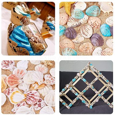 Natural Mixed Style Cowrie Cowry Seashells Oval Spiral Shells with Holes for Jewelry Making BSHE-PH0003-04-1