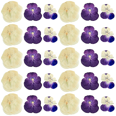 120pcs 3 Style Dried Pansy Flower DIY-HY0001-62-1