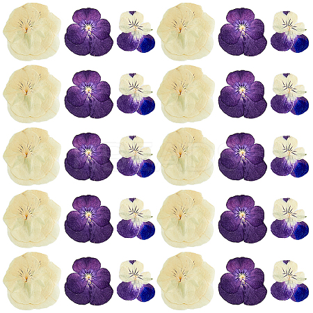 HOBBIESAY 90Pcs 3 Style Dried Pansy Flower DIY-HY0001-62-1