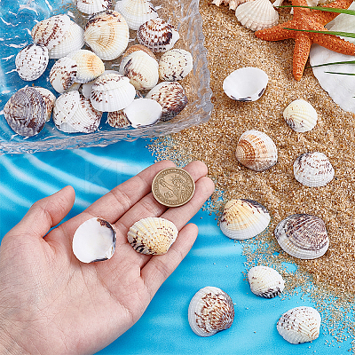 40Pcs Natural Shell for Aquarium Fish Tank Ornaments SHEL-PH0001-69D-1