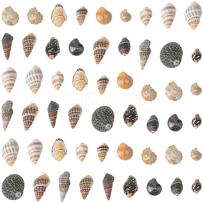 150G 5 Styles Natural Mixed Shell Beads SSHEL-SC0001-50-1