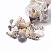 Natural Sea Shell Beads X-SSHEL-Q300-077-B-3