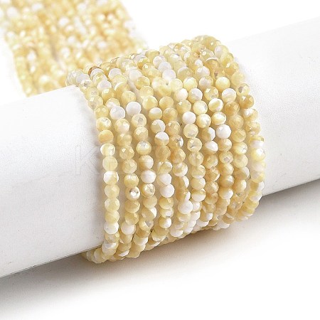 Natural Trochus Shell Beads Strands BSHE-G036-08A-02-1