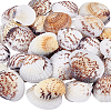 40Pcs Natural Shell for Aquarium Fish Tank Ornaments SHEL-PH0001-69D-1