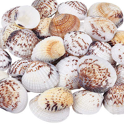 40Pcs Natural Shell for Aquarium Fish Tank Ornaments SHEL-PH0001-69D-1