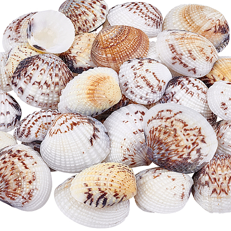 40Pcs Natural Shell for Aquarium Fish Tank Ornaments SHEL-PH0001-69D-1