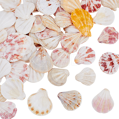 48Pcs Natural Shell Crafts DJEW-AR0001-12-1