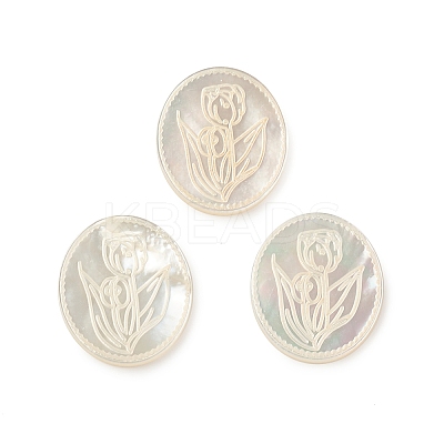 Natural Sea Shell Cabochons SSHEL-T012-14-1