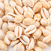 100Pcs Natural Cowrie Shell Beads BSHE-LT0001-03A-4