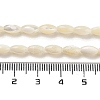 Natural Trochid Shell/Trochus Shell Beads Strands PBB513Y-2