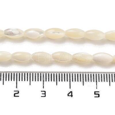Natural Trochid Shell/Trochus Shell Beads Strands PBB513Y-1
