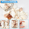 Natural Spiral Shell DIY Decorative Craft Material SHEL-SP0001-02-5