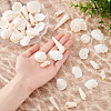 Natural Shell for Crafting Fish Tank Vase Fillers DIY-WH0002-98-3