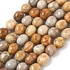 Natural Fossil Coral Beads Strands G-C038-02T-2